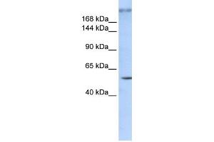 Image no. 1 for anti-Zinc Finger Protein 407 (ZNF407) antibody (ABIN2458005)