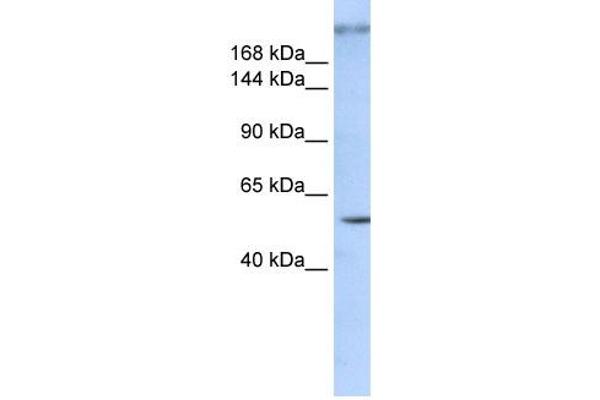 anti-Zinc Finger Protein 407 (ZNF407) antibody