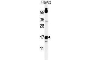 Image no. 3 for anti-TYRO Protein tyrosine Kinase Binding Protein (TYROBP) (AA 84-113), (C-Term) antibody (ABIN955408)