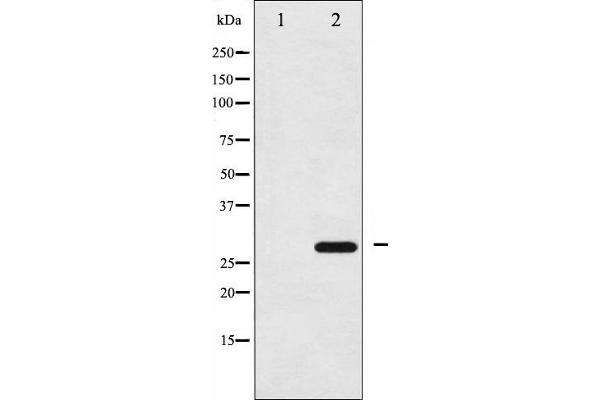 anti-14-3-3 zeta (YWHAZ) (pSer58) antibody