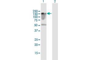 Western Blot analysis of FAM65A expression in transfected 293T cell line by FAM65A MaxPab polyclonal antibody.