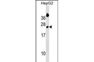 GINS2 Antibody (Center) (ABIN1538682 and ABIN2850238) western blot analysis in HepG2 cell line lysates (35 μg/lane).