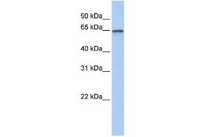 Image no. 1 for anti-Adenosylhomocysteinase-Like 1 (AHCYL1) (N-Term) antibody (ABIN1449818)