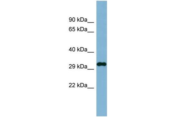 DDRGK1 anticorps  (N-Term)