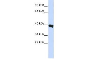 Image no. 1 for anti-POU Class 1 Homeobox 1 (POU1F1) antibody (ABIN2457941)