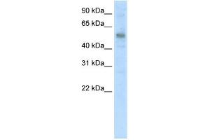 Image no. 1 for anti-Kruppel-Like Factor 10 (KLF10) (C-Term) antibody (ABIN2780705)