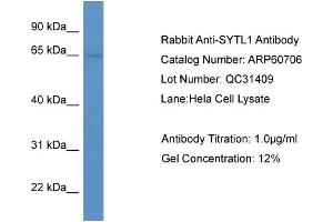 Image no. 2 for anti-Synaptotagmin Like Protein 1 (SYTL1) (N-Term) antibody (ABIN2788545)