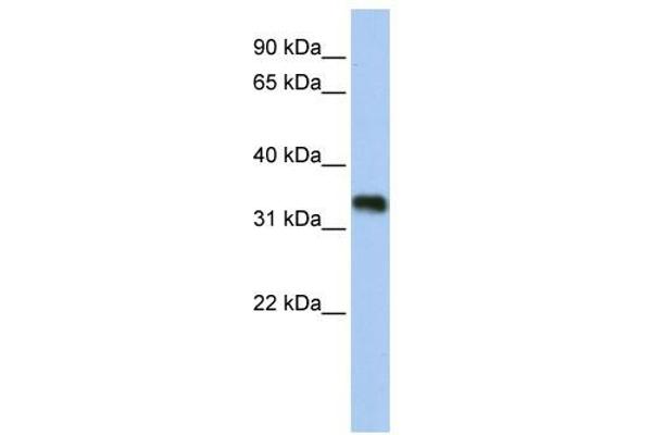 GLYATL3 antibody  (N-Term)