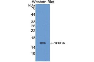 Image no. 1 for anti-Inhibin, beta B (INHBB) (AA 293-407) antibody (ABIN1078189)