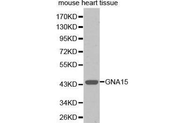 anti-Guanine Nucleotide Binding Protein (G Protein), alpha 15 (Gq Class) (GNA15) antibody