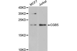 Chorionic Gonadotropin, beta Polypeptide 3 (CGB3) antibody