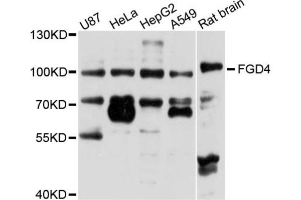 FGD4 anticorps