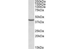 Image no. 1 for anti-NUDC (Internal Region) antibody (ABIN571024)