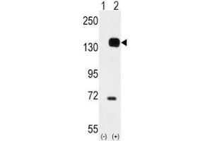 TEK Antikörper  (AA 758-789)