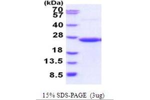 Image no. 1 for CD58 (CD58) (AA 29-215) protein (His tag) (ABIN5854000)