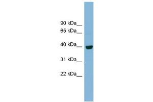 Image no. 1 for anti-Inositol Monophosphatase Domain Containing 1 (IMPAD1) (N-Term) antibody (ABIN2782916)