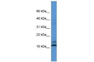 Image no. 1 for anti-Mago-Nashi Homolog (MAGOH) (N-Term) antibody (ABIN2788396)