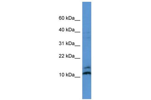 anti-Mago-Nashi Homolog (MAGOH) (N-Term) antibody