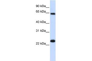 Image no. 1 for anti-Karyopherin alpha 1 (Importin alpha 5) (KPNA1) (N-Term) antibody (ABIN2785822)