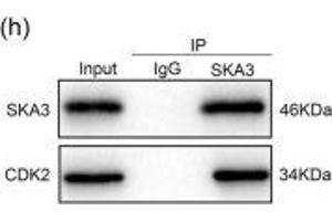 Image no. 1 for anti-Spindle and Kinetochore Associated Complex Subunit 3 (SKA3) (AA 201-300) antibody (ABIN872869)