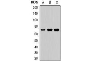 Image no. 1 for anti-Vang-Like 2 (VANGL2) (full length) antibody (ABIN6006254)