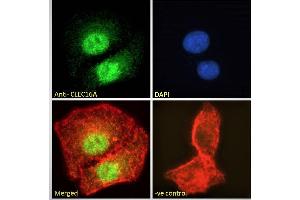 Image no. 1 for anti-C-Type Lectin Domain Family 16, Member A (CLEC16A) (Internal Region) antibody (ABIN238572)