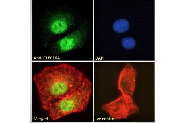 anti-C-Type Lectin Domain Family 16, Member A (CLEC16A) (Internal Region) antibody