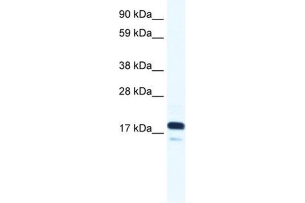 TAF9 antibody  (N-Term)