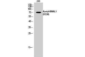 Image no. 1 for anti-Aryl Hydrocarbon Receptor Nuclear Translocator-Like (ARNTL) (acLys538) antibody (ABIN3181897)