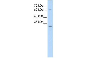 Image no. 1 for anti-Non-SMC Element 1 Homolog (NSMCE1) antibody (ABIN630218)