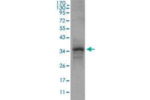 Image no. 2 for anti-Myostatin (MSTN) antibody (ABIN5583861)