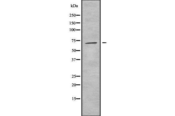 anti-Inositol Polyphosphate-5-Phosphatase, 72 KDa (INPP5E) (C-Term) antibody