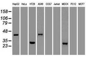 Image no. 5 for anti-Noggin (NOG) (AA 28-232) antibody (ABIN1491315)