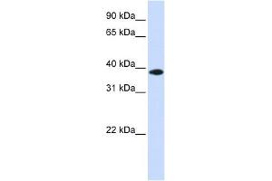 Image no. 1 for anti-Glycerol-3-Phosphate Dehydrogenase 1-Like (GPD1L) (Middle Region) antibody (ABIN631705)