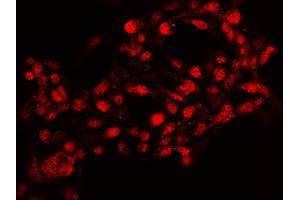 Image no. 1 for anti-Nuclear Receptor Subfamily 6, Group A, Member 1 (NR6A1) (Center) antibody (ABIN6925826)