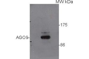 Image no. 1 for anti-Argonaute Family Protein (AGO9) antibody (ABIN488660)