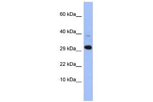 Image no. 1 for anti-Mitochondrial Ribosomal Protein L47 (MRPL47) (Middle Region) antibody (ABIN2787381)