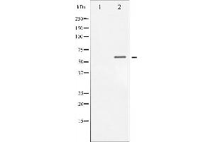 Image no. 4 for anti-Checkpoint Kinase 1 (CHEK1) (pSer317) antibody (ABIN6255201)
