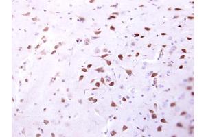 IHC-P Image ENSA antibody detects ENSA protein at cytosol on mouse fore brain by immunohistochemical analysis.