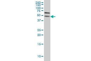 ALG12 antibody  (AA 369-425)