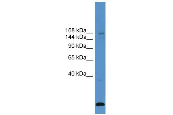 anti-Ubiquitin Specific Peptidase 47 (USP47) (Middle Region) antibody