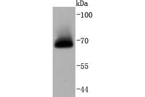 Image no. 4 for anti-V-Raf Murine Sarcoma 3611 Viral Oncogene Homolog (ARAF) antibody (ABIN5557283)