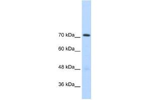 Image no. 2 for anti-General Transcription Factor II I Repeat Domain-Containing 1 (GTF2IRD1) (C-Term) antibody (ABIN2778093)