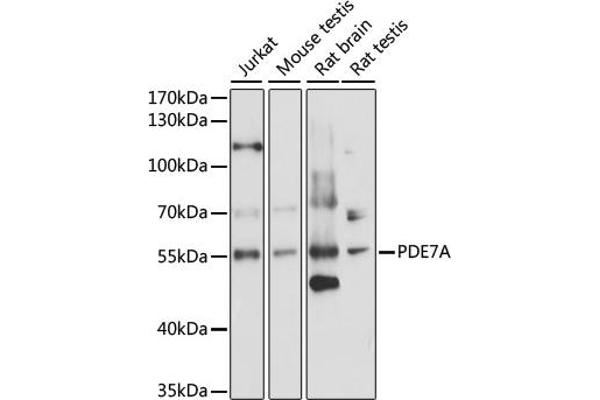 PDE7A antibody  (AA 345-456)