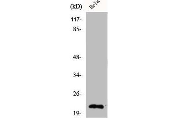 Claudin 4 antibody  (C-Term)