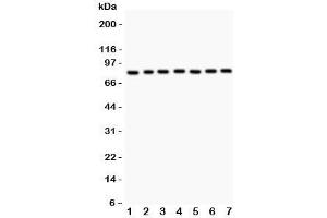 Image no. 1 for anti-Proteasome (Prosome, Macropain) 26S Subunit, Non-ATPase, 14 (PSMD14) (AA 362-632) antibody (ABIN3032352)