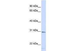 Image no. 1 for anti-Single-Strand-Selective Monofunctional Uracil-DNA Glycosylase 1 (SMUG1) (Middle Region) antibody (ABIN630668)