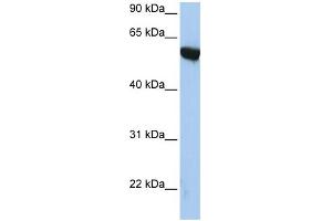 Image no. 1 for anti-Amyloid beta (A4) Precursor Protein-Binding, Family A, Member 3 (APBA3) (N-Term) antibody (ABIN2792244)