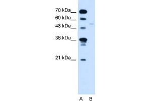 anti-Retinoid X Receptor, gamma (RXRG) (C-Term) antibody