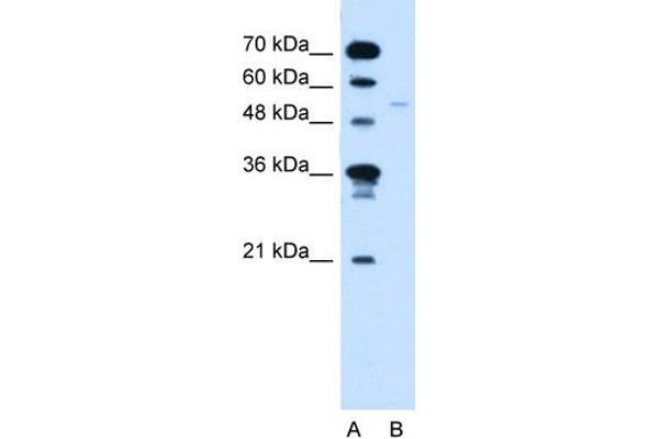 anti-Retinoid X Receptor, gamma (RXRG) (C-Term) antibody